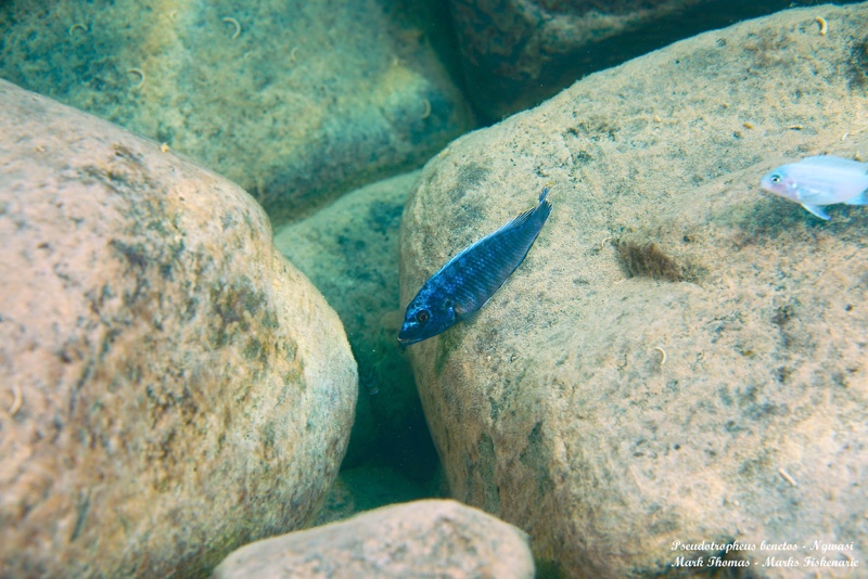 Pseudotropheus benetos 'Ngwasi'